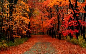 fall-foliage-along-a-country-road