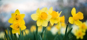 blooming-yellow-daffodils